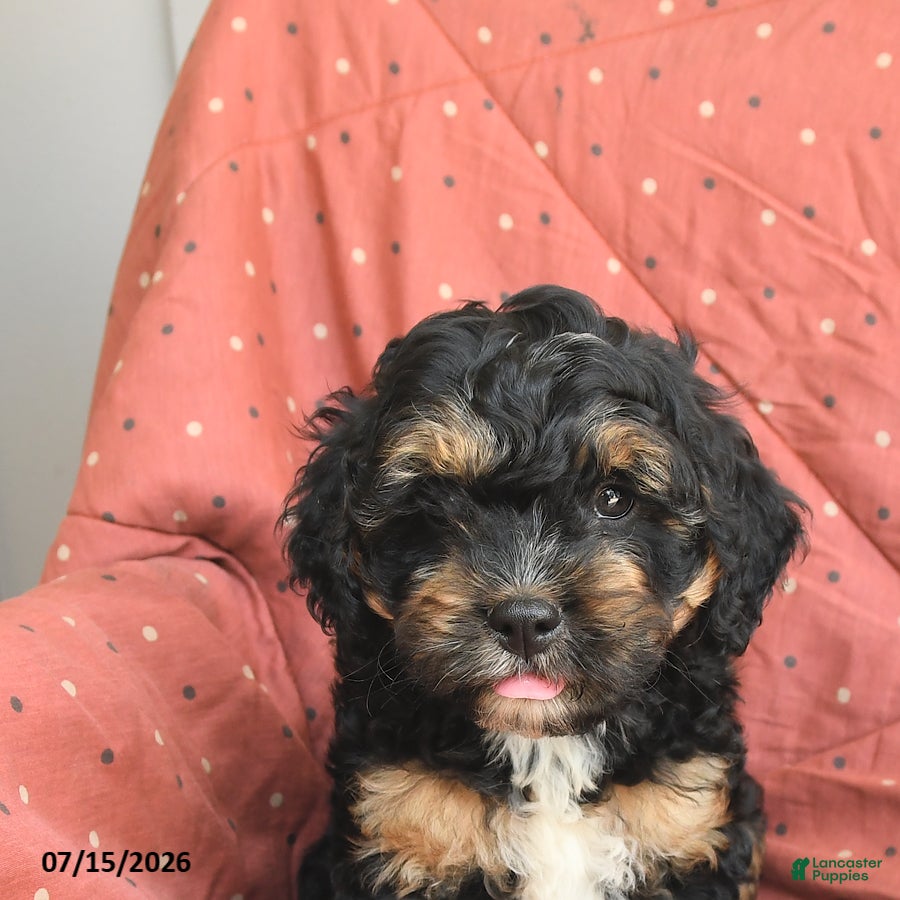 Mini Bernedoodle dogs Vince - Ad 2