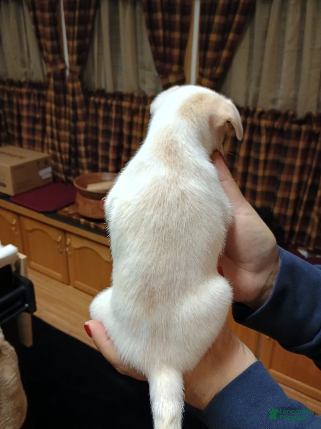 Chihuahua dogs for sale: Cosmo toy - Ad 4