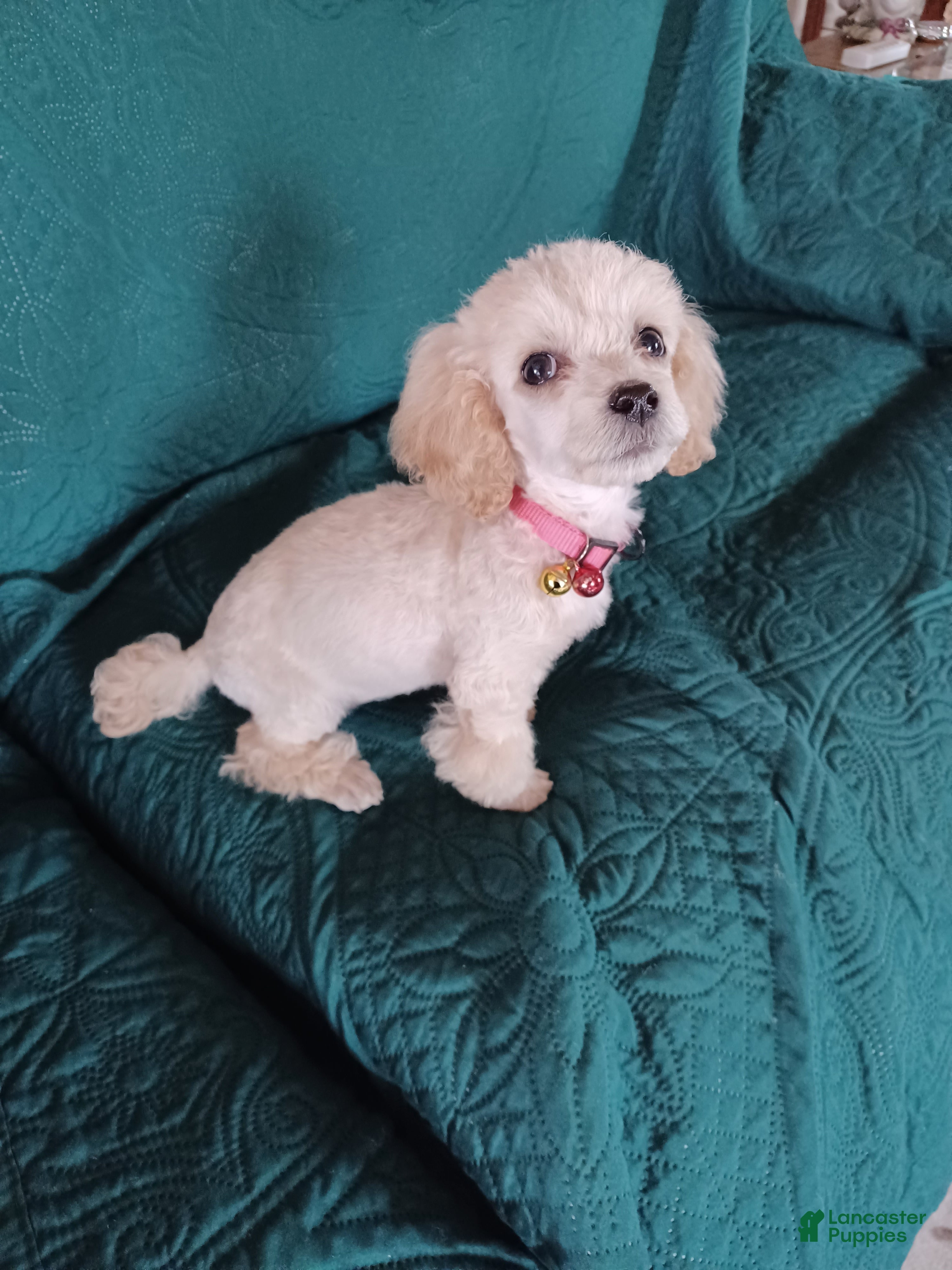 Toy Poodle dogs Toy Poodle Puppy 1 - Ad 27