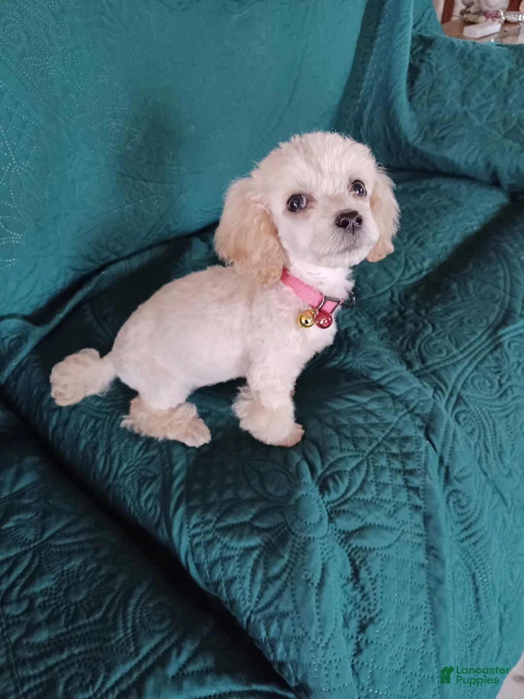 Toy Poodle dogs for sale: Toy Poodle Puppy 1 - Ad 1