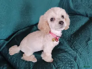 Toy Poodle dogs Toy Poodle Puppy 1 - Ad 14