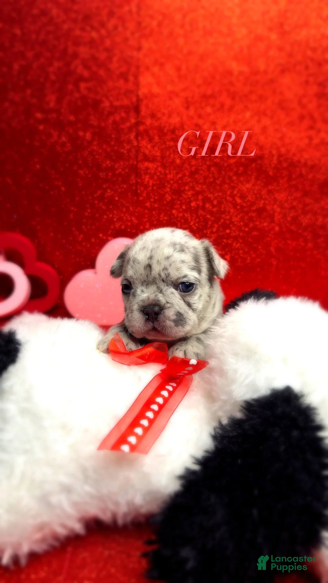 French Bulldog dogs for sale: Olivia - Ad 1