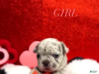 French Bulldog dogs Olivia - Ad 11