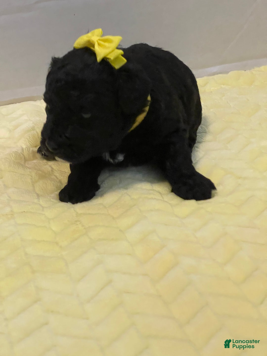 Goldendoodle dogs for sale: Goldendoodle Puppy 5 - Ad 4