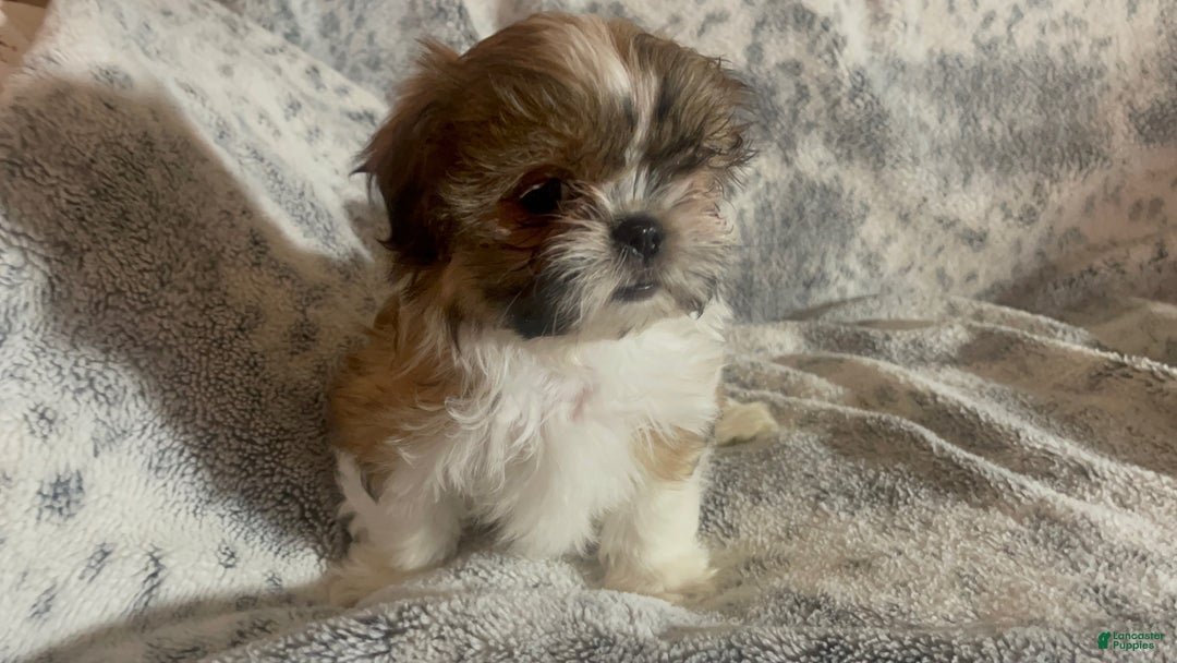 Shih Tzu dogs for sale: Shih Tzu Puppy 1 - Ad 19