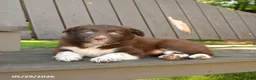 Border Collie dogs for sale: Meadow - Ad 3