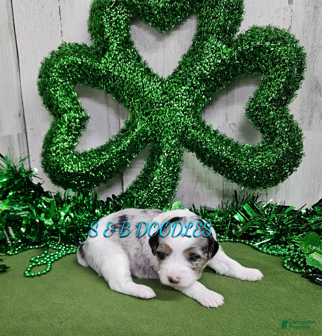 Mini Bernedoodle dogs for sale: F1b Gabby - Ad 2