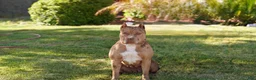 American Bully dogs for sale: American Bully 5 - Ad 3