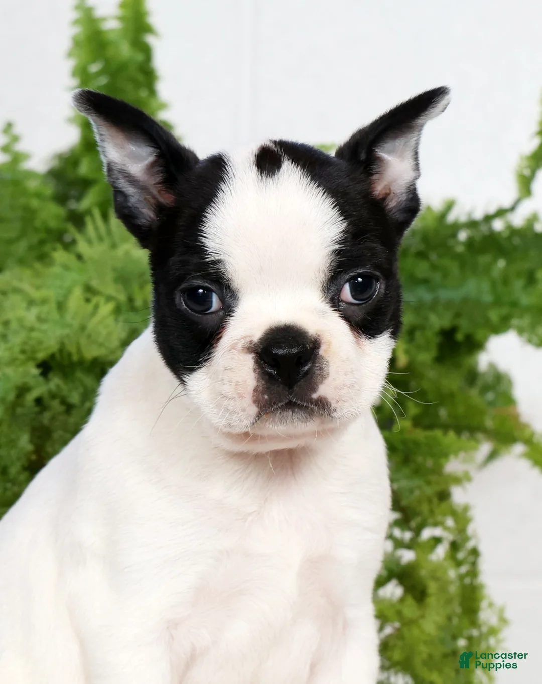 Boston Terrier dogs for sale: Jesse - Ad 9