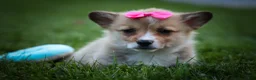 Welsh Corgi Pembroke dogs for sale: Shelby🎀 - Ad 11