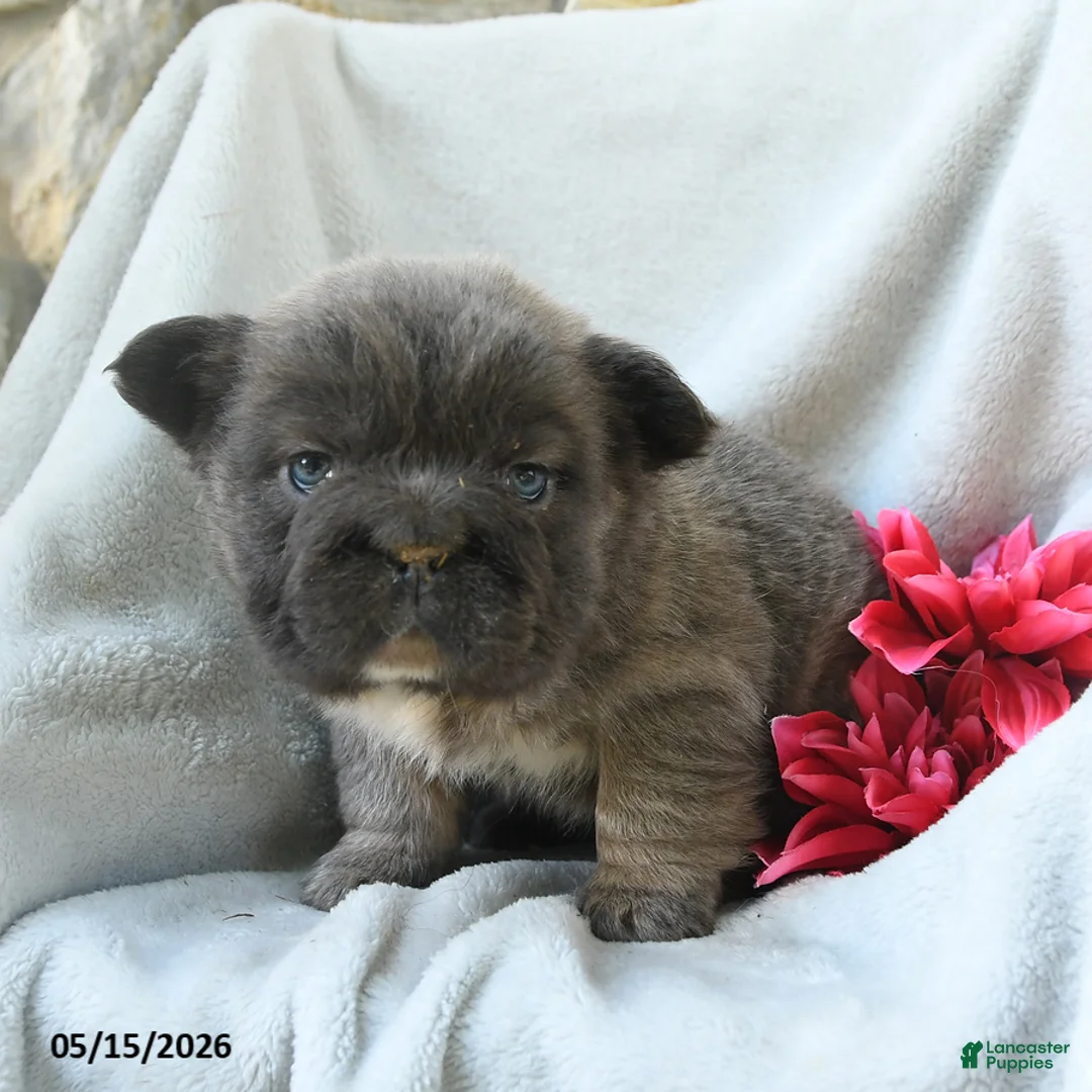 French Bulldog dogs for sale: Gretchen - Ad 5