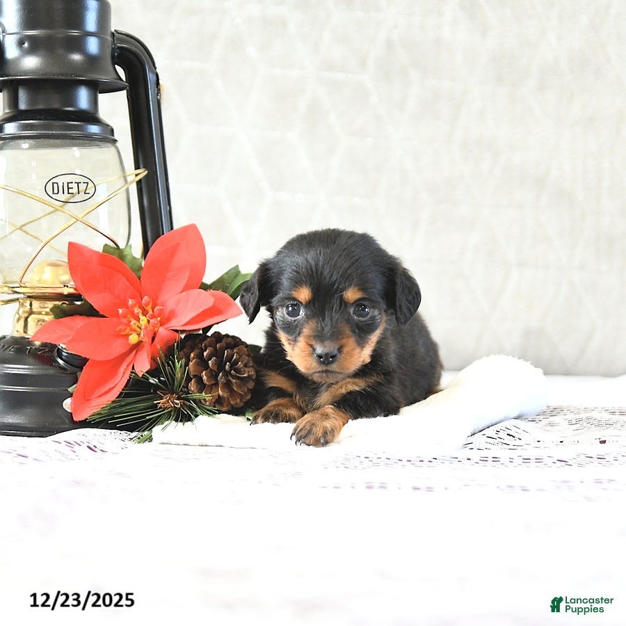 Miniature Dachshund dogs Miss Priss EXTRA SMALL - Ad 37