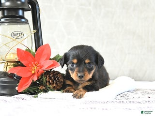 Miniature Dachshund dogs Miss Priss EXTRA SMALL - Ad 37
