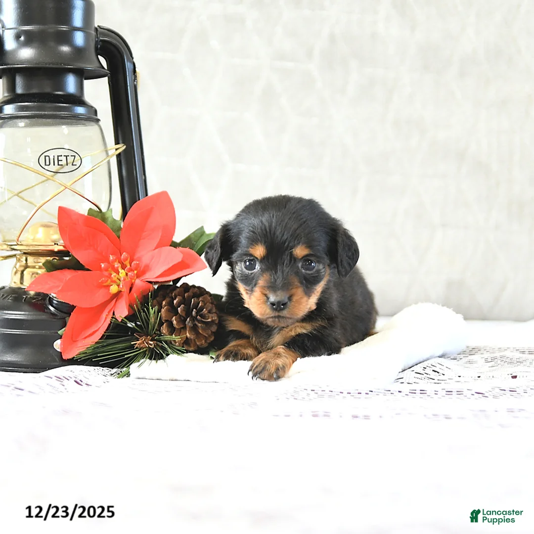 Miniature Dachshund dogs for sale: Miss Priss EXTRA SMALL - Ad 11