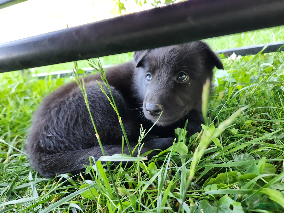 German Shepherd dogs for sale: German Shepherd Puppy 3 - Ad 2