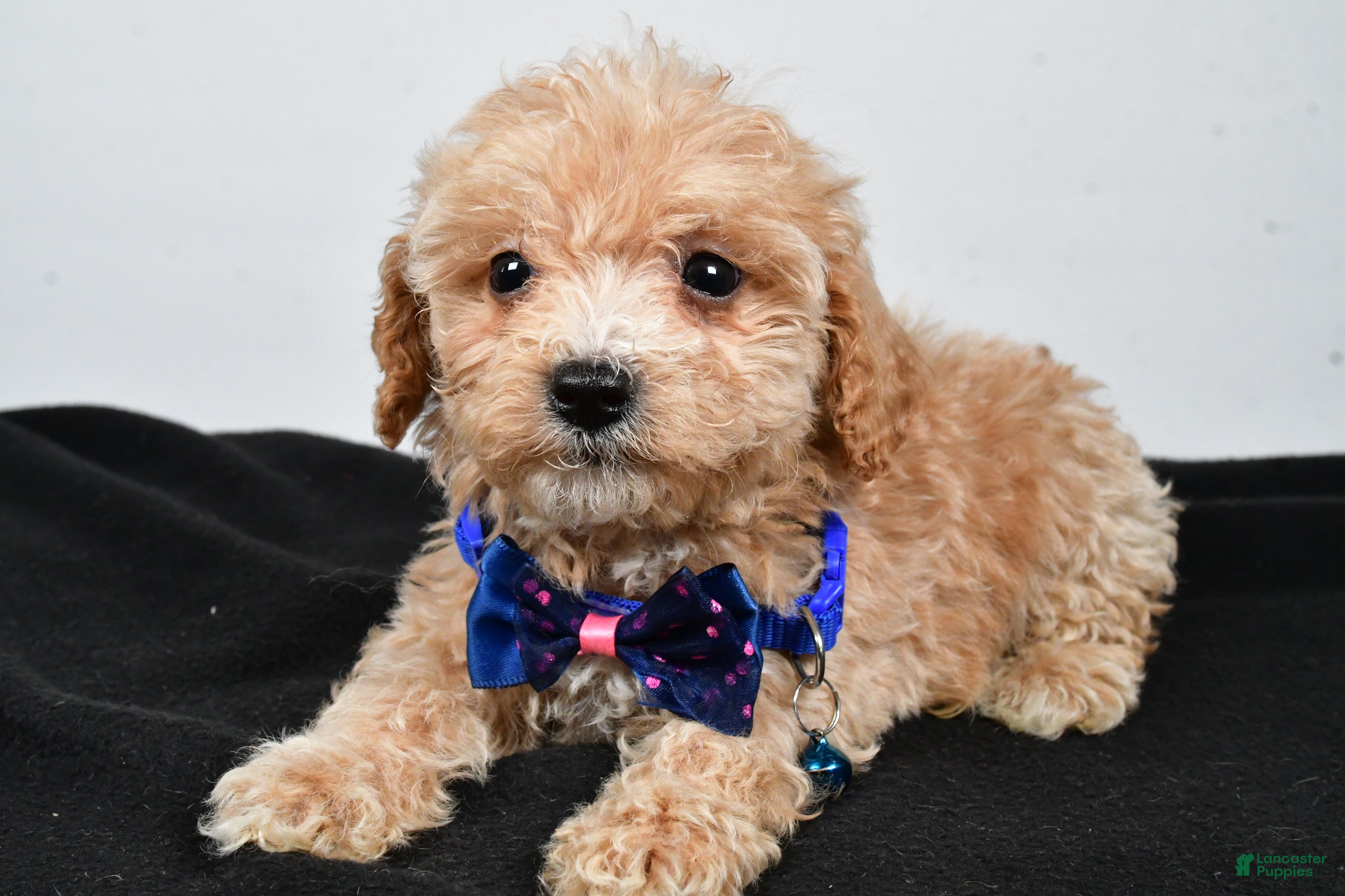 Maltipoo dogs Carter - Ad 24