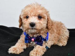 Maltipoo dogs Carter - Ad 32
