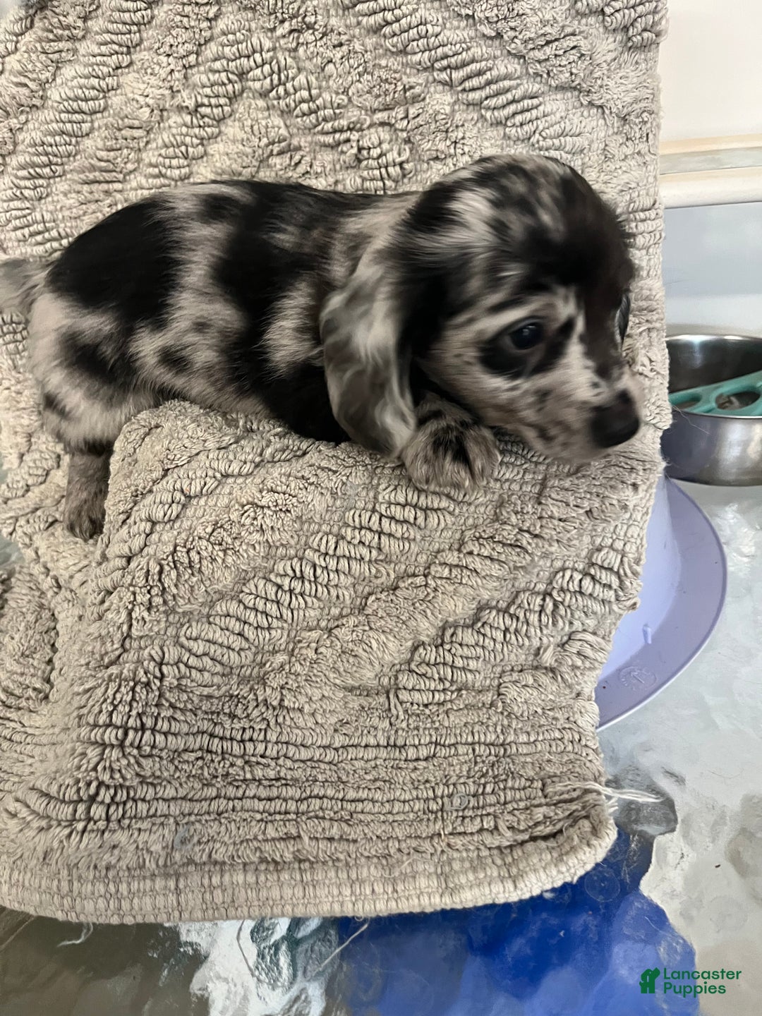 Miniature Dachshund dogs for sale: Juniper  - Ad 4