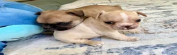 French Bulldog dogs for sale: French Bulldog Truffle  - Ad 2