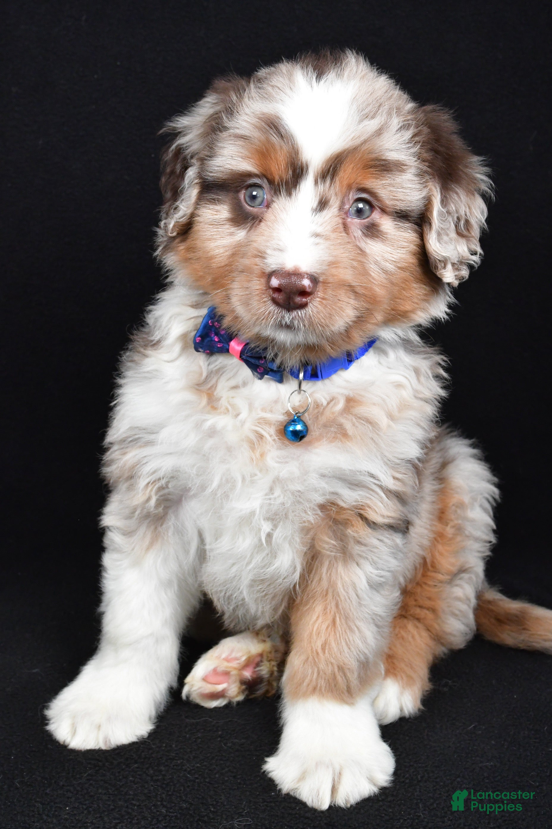 Mini Aussiedoodle dogs Sterling - Ad 2
