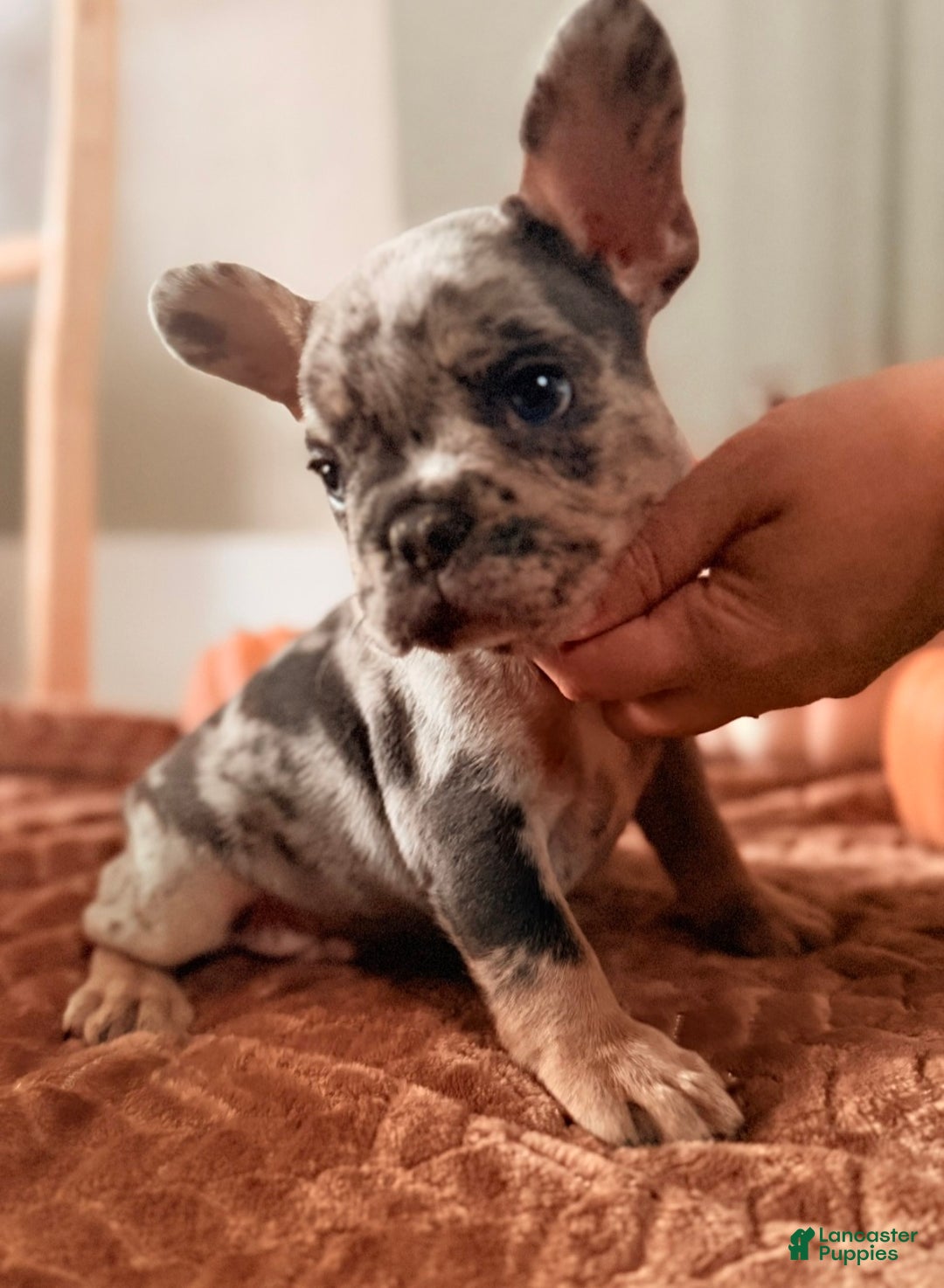 French Bulldog dogs for sale: French Bulldog Puppy 5 - Ad 5