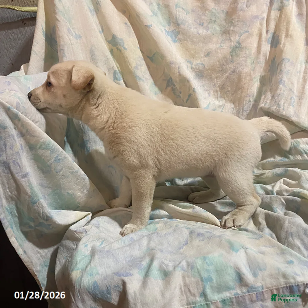 Mixed Breed dogs for sale: Daffodil - Ad 2