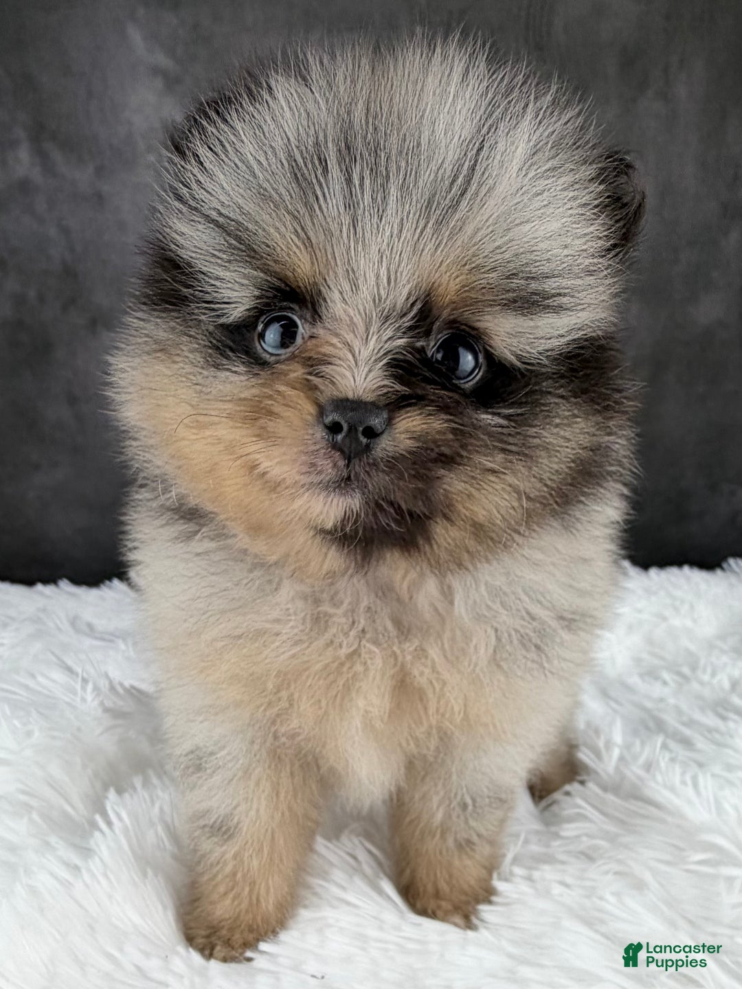 Pomeranian dogs for sale: Faith - Ad 3
