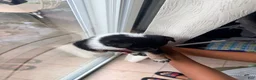 Mixed Breed dogs for sale: MilkyWay - Ad 3