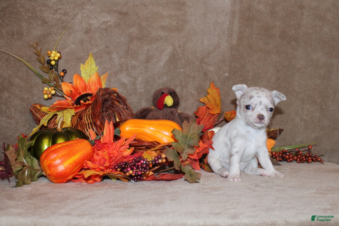 Chihuahua dogs for sale: Royal - Ad 3