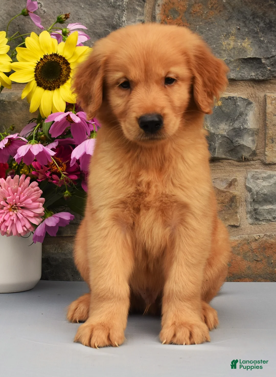 Golden Retriever dogs for sale: Snickers - Ad 2