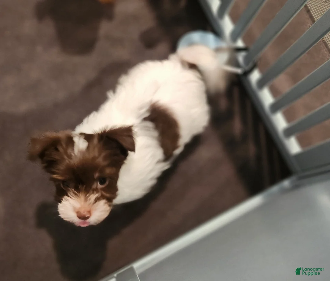 Yorkshire Terrier dogs for sale: Yorkshire Terrier boy chocolate parti - Ad 1
