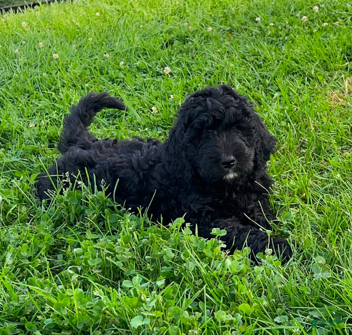 Bernedoodle dogs Marty - Ad 1