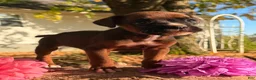 Boxer dogs for sale: Zeus Male AKC Boxer - Ad 9