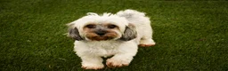 Havanese dogs for sale: Happy - Ad 9
