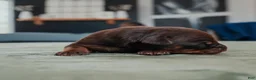 Doberman Pinscher dogs for sale: Obsidian Wildfire’s Vulcan - Ad 3