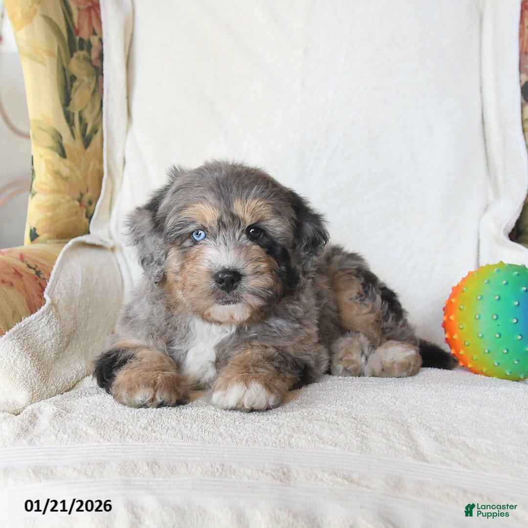 Mini Bernedoodle dogs for sale: Rocky - Ad 3