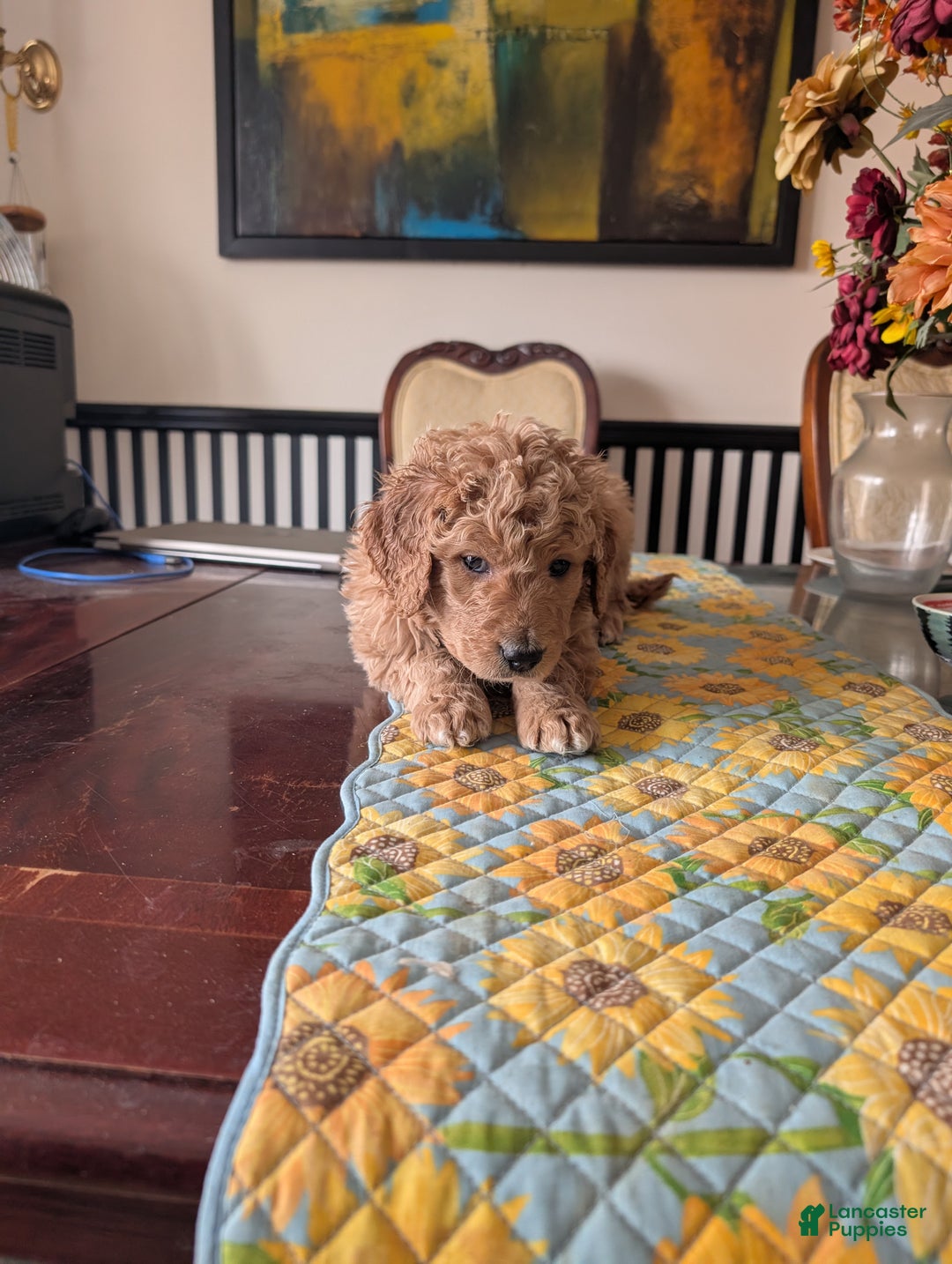 Goldendoodle dogs for sale: Henry - Ad 3