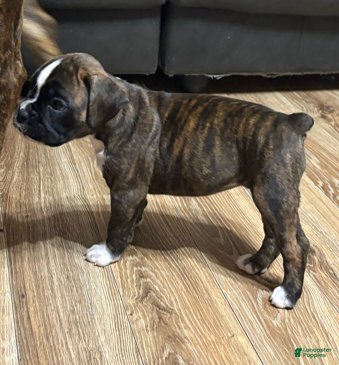 Boxer dogs for sale: Bella - Ad 4