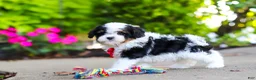 Cavapoo dogs for sale: Leo - Ad 14