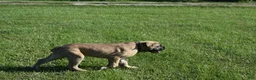 Cane Corso dogs for sale: Tiny - Ad 1