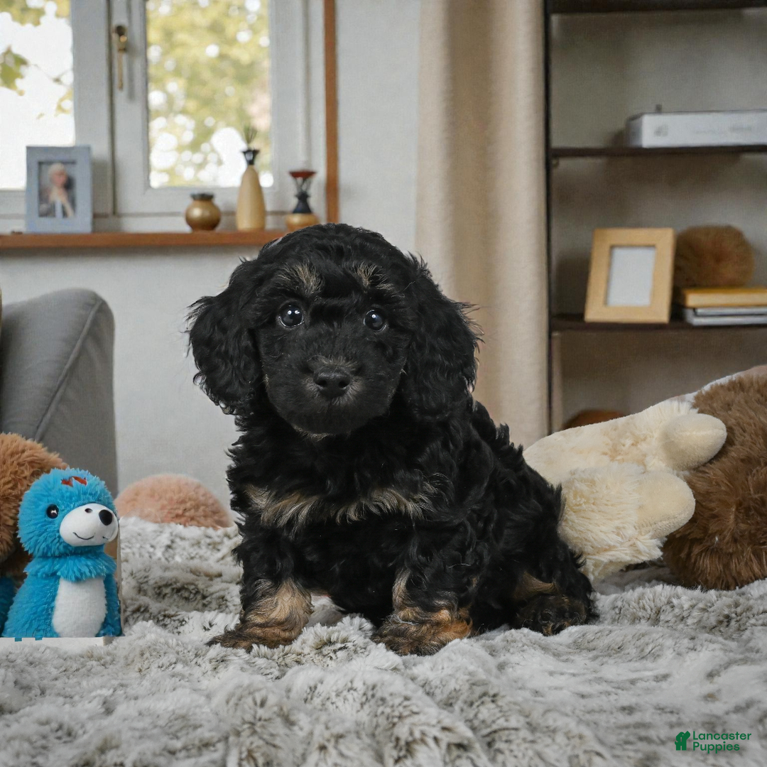 Cockapoo dogs for sale: Duke - Ad 7