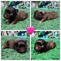 French Bulldog Puppy 4