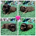 French Bulldog Puppy 4