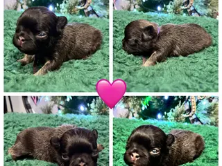 French Bulldog dogs French Bulldog Puppy 4 - Ad 10