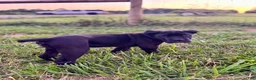 Cane Corso dogs for sale: Bear - ICCF Registered Cane Corso Italian Mastiff - Ad 8