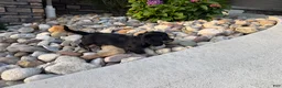 Miniature Dachshund dogs for sale: Kendra - Ad 7