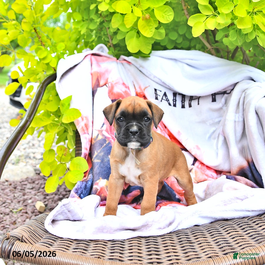 Boxer dogs Natalie - Ad 1