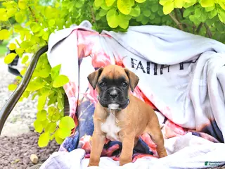 Boxer dogs for sale: Natalie - Ad 3