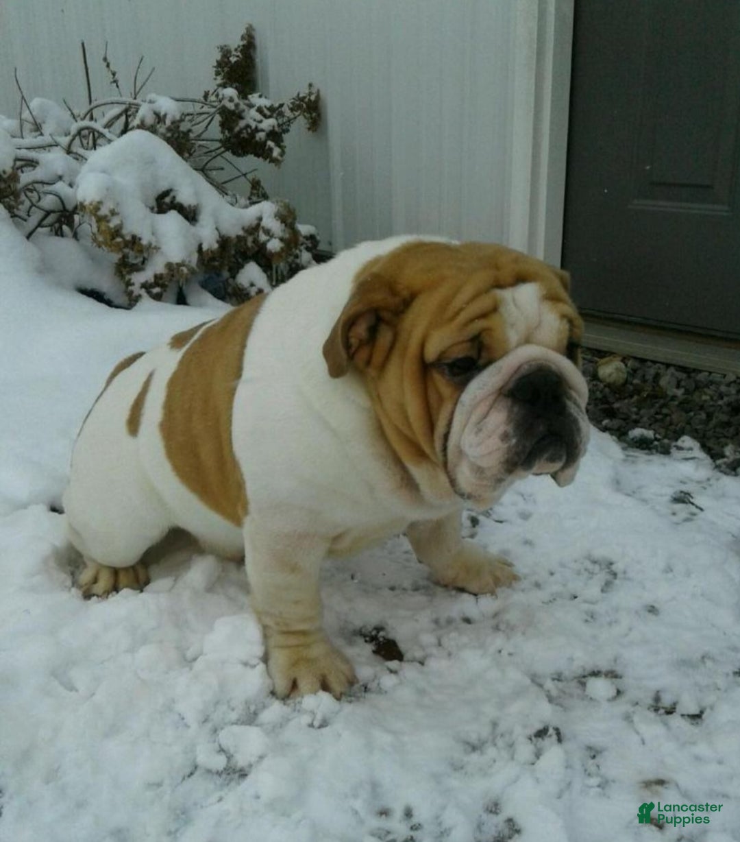 English Bulldog dogs for sale: Holly  - Ad 10