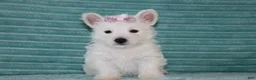 West Highland Terrier dogs for sale: Skye - Ad 1